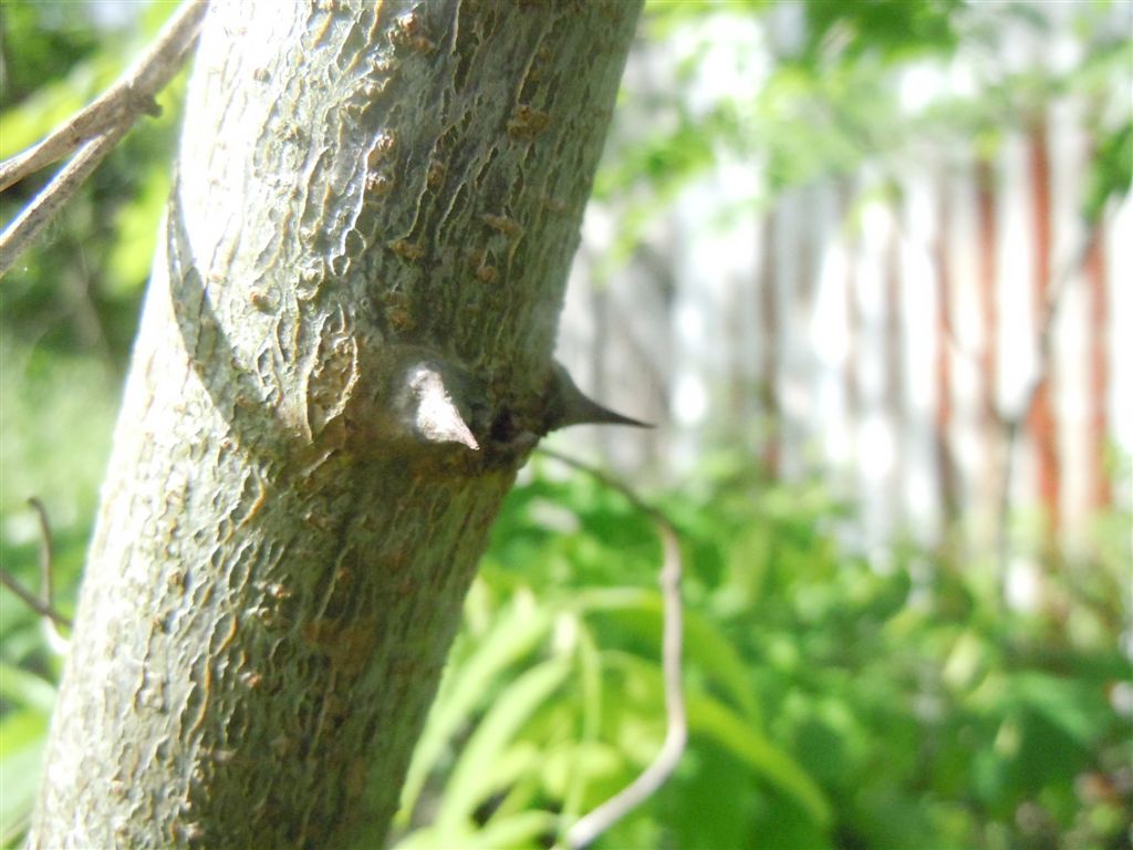 Che albero ? Robinia pseudoacacia L.